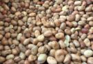 Britain’s farming – has beans